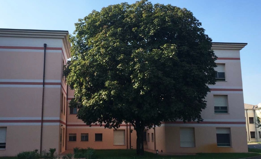 rsarodigo